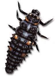 Les œufs de coccinelle sont livrés sur des bandelettes à suspendre ce qui permet une les larves et adultes doivent être prélevés délicatement avec un pinceau et déposés directement sur. Une Vie De Bete A Bon Dieu Ecole