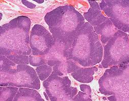 Image result for Thymus