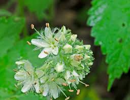Image result for Hydrophyllaceae