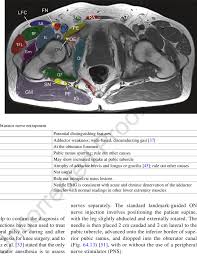 Maybe you would like to learn more about one of these? 11 Axial Mri Of The Pelvic Structures Cg Coccygeus Muscle Fa Femoral Download Scientific Diagram