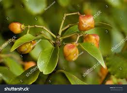 Image result for Myrianthus