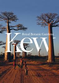 Image result for Crossopetalum mossambicense