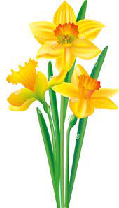 0 104214 E0ec36da Origpng Clip Art Flowers Pinterest In Daffodil Flower Clip Art Borders Flower Clipart Flower Painting Flower Art