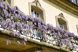 Der blauregen ist ein giftiger kletterstrauch Blauregen Auf Dem Balkon Kultivieren Geht Das Wisteria