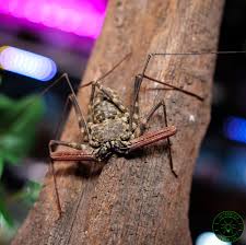 Check spelling or type a new query. Whip Scorpion The Tarantula Collective