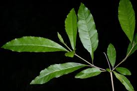 Image result for Nuxia oppositifolia