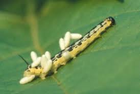 Feeding primarily on the vegetation produced by the catalpa tree, catalpa worms are capable of stripping the leaves off these trees in only a short amount of time. Catalpa Worms Nature Inquiries