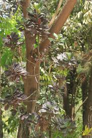 Image result for Synadenium angolense