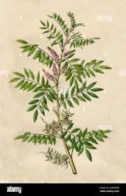 Image result for Indigofera subulata