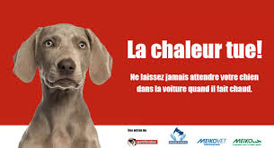 Check spelling or type a new query. Que Faire Lorsqu Un Chien Est Laisse Dans La Voiture Alors Qu Il Fait Chaud Meiko