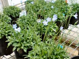 Annual or perennial herbs with a taproot and sometimes extensive rhizomes; Wahlenbergia Sky Mist Native Bluebell Gardening With Angus