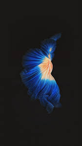 ‎express yourself, stand out from the crowd, and make your iphone gorgeous with thousands of live wallpapers. Iphone Live Wallpapers Wallpaper Cave
