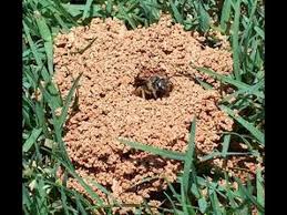 Your woodstock hardware store team. Pest Control In Woodstock Georgia Digger Bees Youtube
