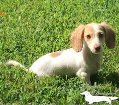 Black And Tan Dapple Longhair Dachshund Chocolate Based Ee Cream Piebald Longhair Future Dam Elegant Dachshunds Dapple Dachshund Cute Animals Dachshund