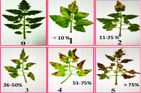 Image result for tomato seedling early blight