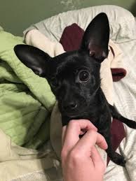 Our Chiweenie Looks Like A Bat Aww Cute Animals Cats Dogs Chiweenie Cute Dogs Baby Animals