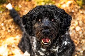 We did not find results for: Portuguese Water Dog Breed Information Characteristics Daily Paws