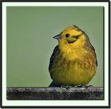Treknature Yellowhammer Photo Sweet Home Alabama The Big Year Alabama