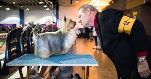 Westminster Dog Show Photos Who S A Good Dog All Of Them Westminster Dog Show Dog Show Bachelorette Party