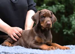 Hundewelpen berlin verkaufen hundewelpen mnchen verkaufen hundewelpen erfurt verkaufen hunde welpen hannover kaufen. Seriose Dobermann Zuchter Finden Dobermannseite De