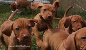 Hungarian vizsla dogs for sale in liverpool. Vizsla Puppies For Sale Petfinder