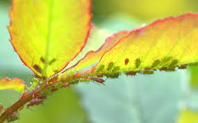 Image result for puklice na pokojových rostlinách obrázek