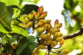 Toutefois, si vous êtes patient, votre arbre à pistaches finira par produire. Les Pistaches De Bronte La Pistacheraie