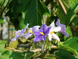 Image result for Solanum wrightii