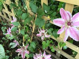 Maybe you would like to learn more about one of these? Is This Clematis Wilt Bbc Gardeners World Magazine