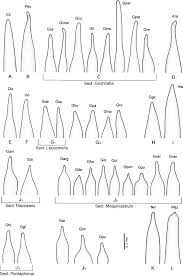 Image result for Pleiotaxis