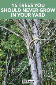 15 Trees You Should Never Grow In Your Yard Tree Garden Trees Street Trees