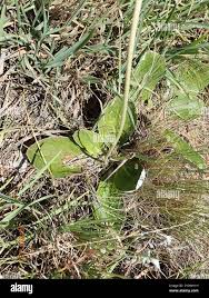 Image result for Haplocarpha scaposa