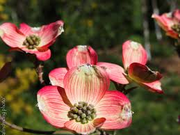 What are the names of flowering trees? Cornus Florida Cherokee Brave Cherokee Brave Native Dogwood Deciduous Flowering Tree Sun To Part Shade Maturesi Flowering Trees How To Attract Birds Dogwood