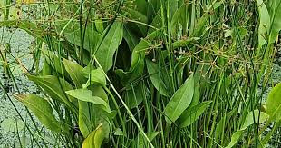 Image result for Alisma plantago-aquatica