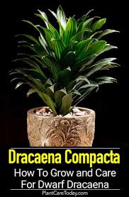 In addition, the plants are sensitive to fluoride, so if your tap water has added fluoride, don't use it to water your dracaena. Caring For The Dwarf Dracaena Compacta Plant Care Houseplant Dracaena Plant Dracaena Compacta