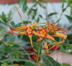 Image result for Strophanthus speciosus