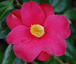 Camellia Japonica Donkelaarii Camellia Plant Winter Flowering Shrubs Flowers