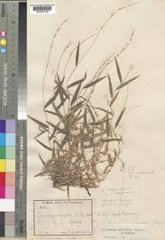 Image result for Oplismenus undulatifolius