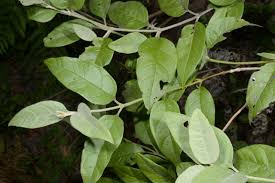 Image result for Buddleja pulchella