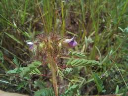 Image result for Kotschya