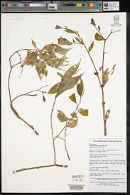 Image result for Elatostema monticola