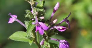 Image result for Justicia asystasioides