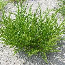 Image result for Salicornia perrieri