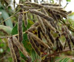 Image result for Neonotonia wightii