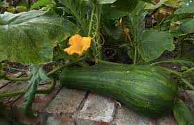 We did not find results for: The Right Way To Grow Zucchini