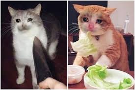 9 Kucing Dengan Tatapan Paling Sendu Bikin Pengen Meluk Di 2020 Kucing Anak Kucing Adopsi Kucing