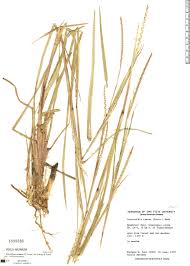 Image result for Coelorachis