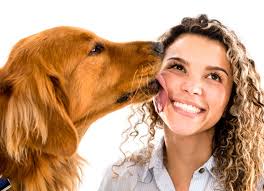 Is It Risky To Kiss Your Dog Petmd Choose from 14000+ kissing dog graphic resources and download in the form of png, eps, ai or psd. is it risky to kiss your dog petmd
