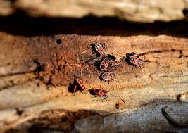 Commercial pest control has never been easier with our intuitive smart digital pest control system. Bug Infestation Prevention Atec Pest Control