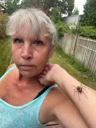 What type of spider is outside my window?